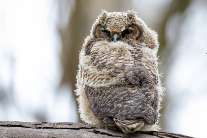 Send Owl Digital Products Idea..